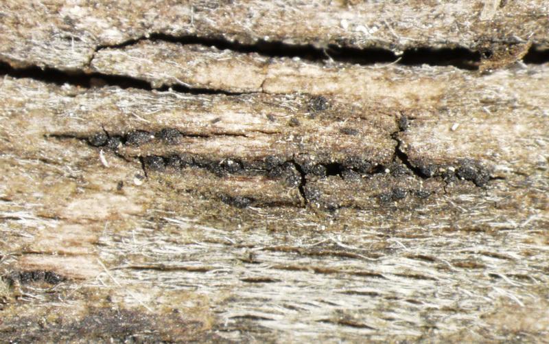 macrostoma