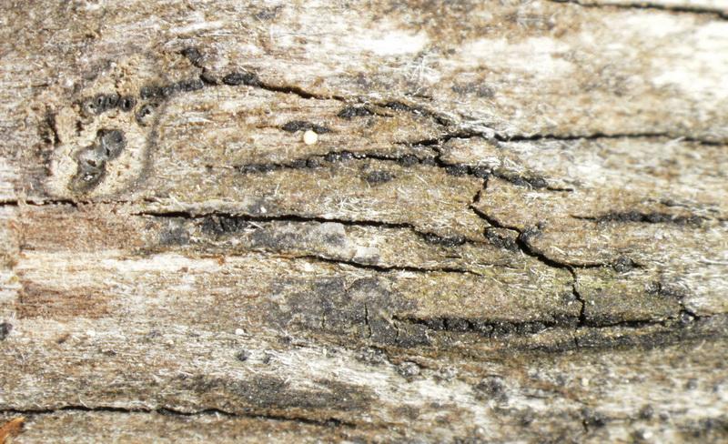 macrostoma