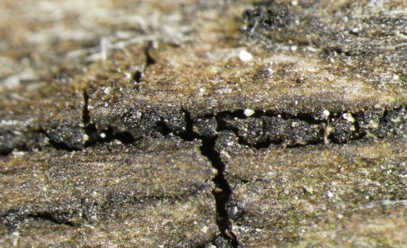 macrostoma