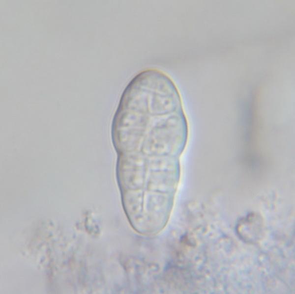 macrostoma