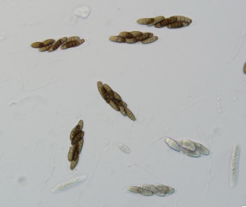 macrostoma