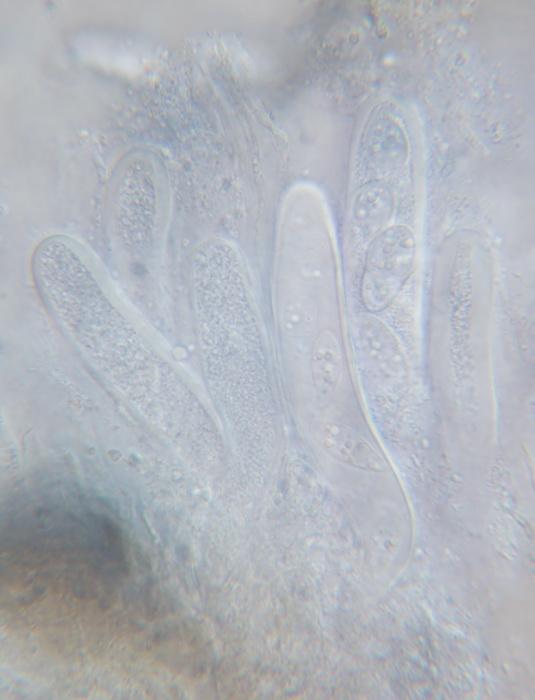 macrostoma