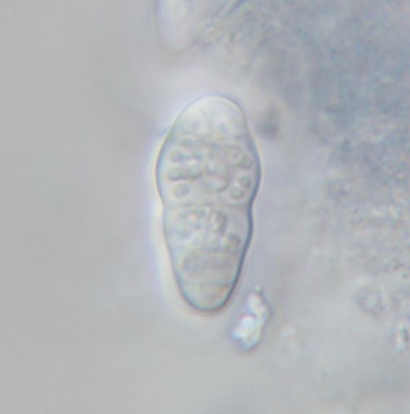 macrostoma