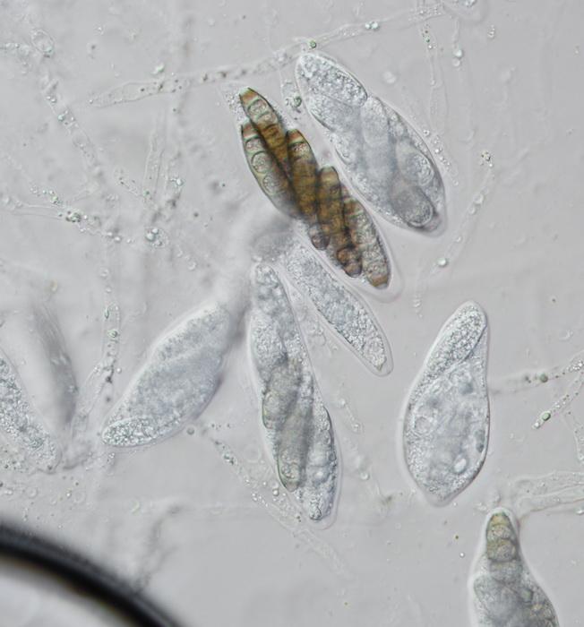 macrostoma