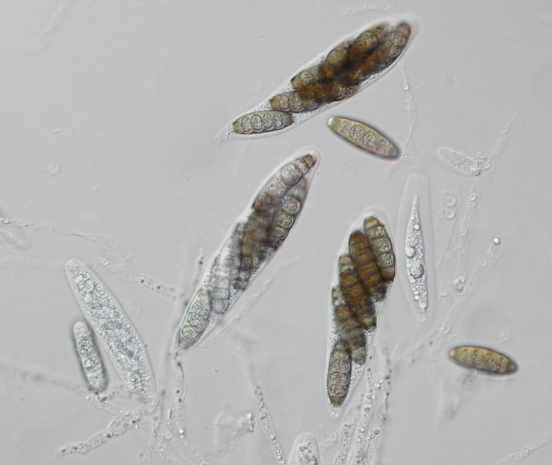 macrostoma