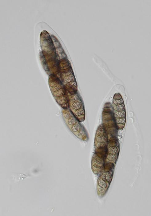 macrostoma