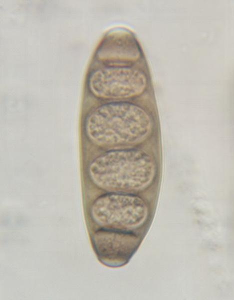 macrostoma