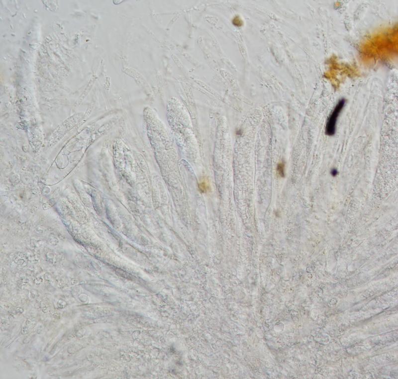 macrostoma