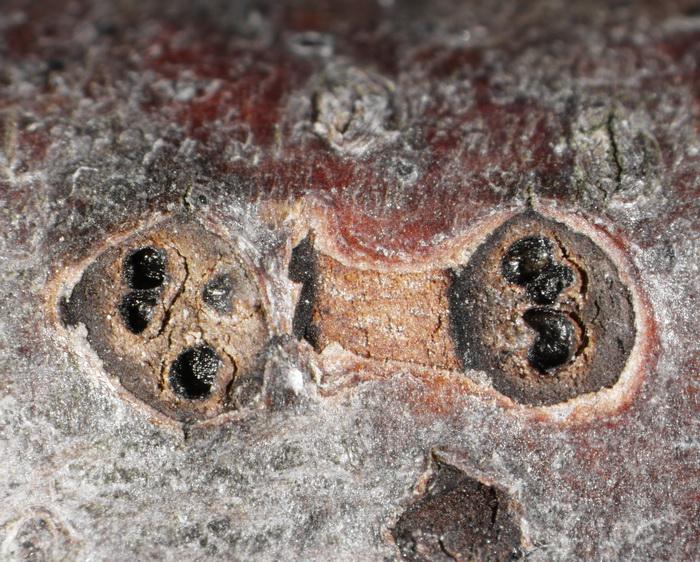 macrostoma