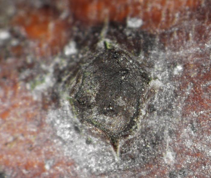 macrostoma