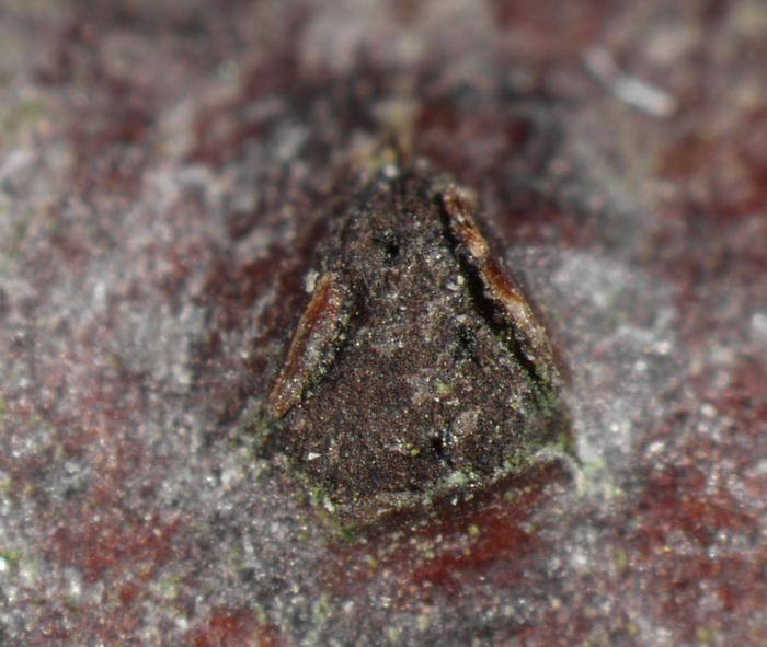 macrostoma