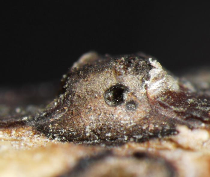macrostoma