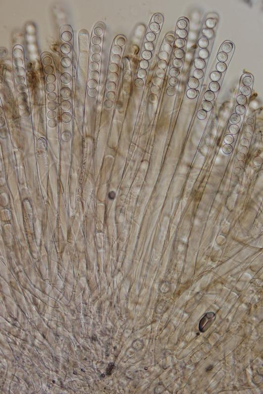macrostoma