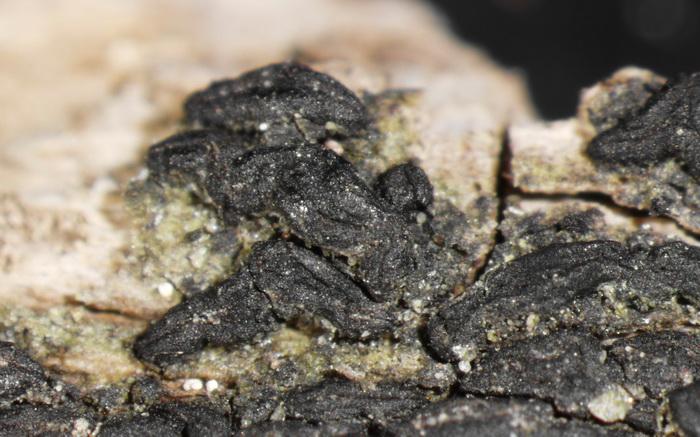 macrostoma
