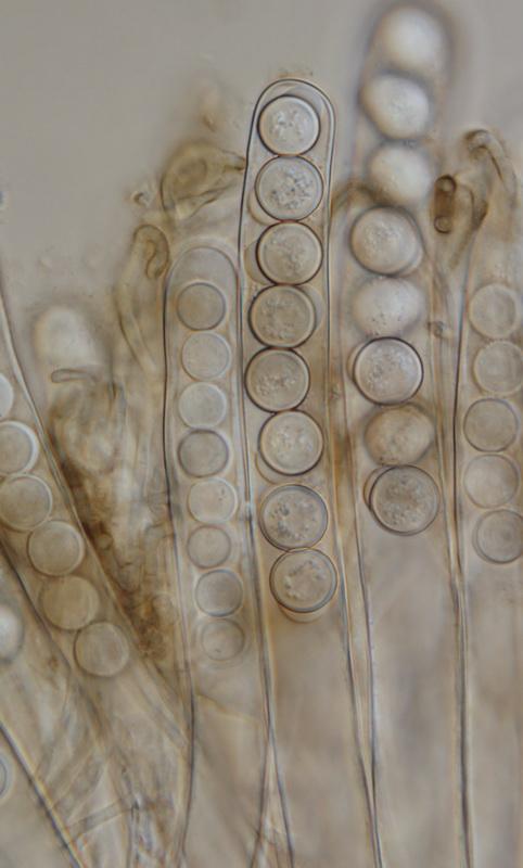macrostoma
