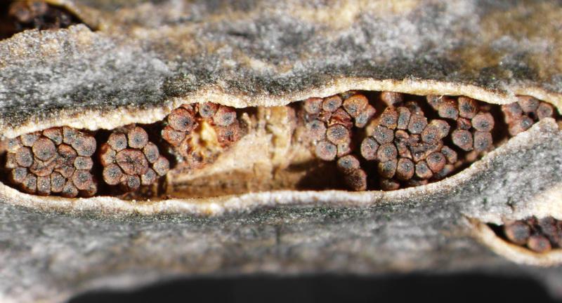 macrostoma