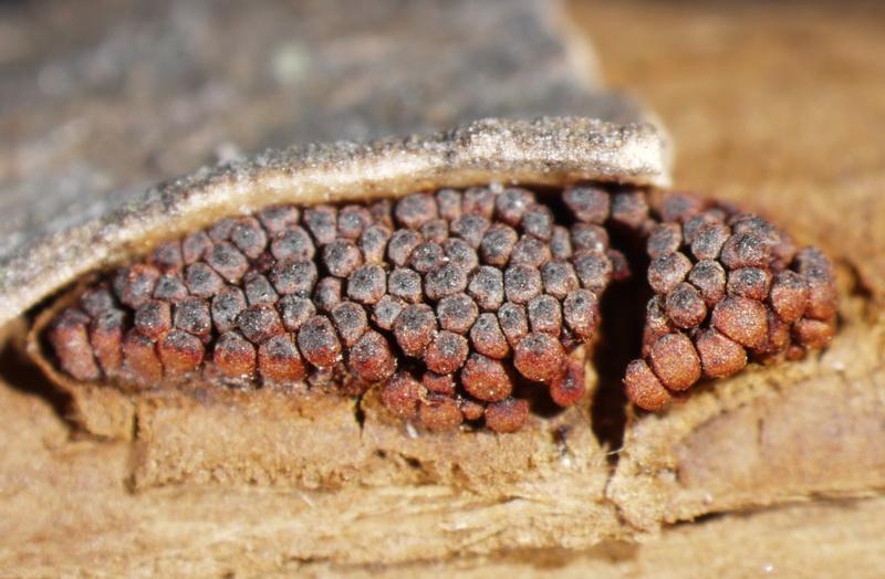macrostoma