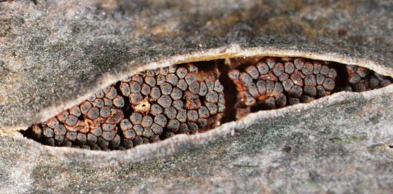 macrostoma