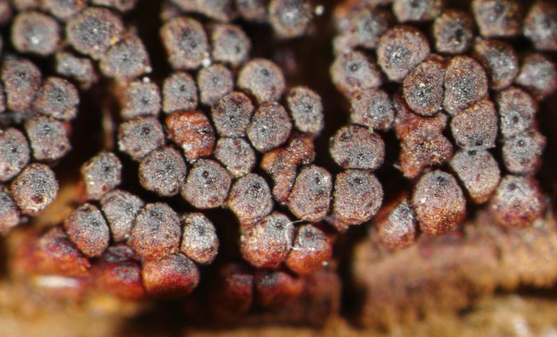 macrostoma