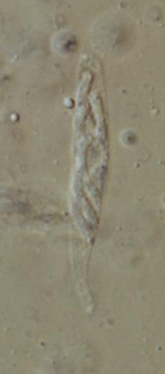macrostoma