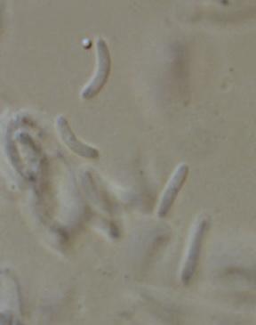 macrostoma