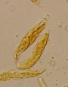 macrostoma