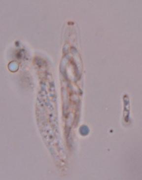 macrostoma
