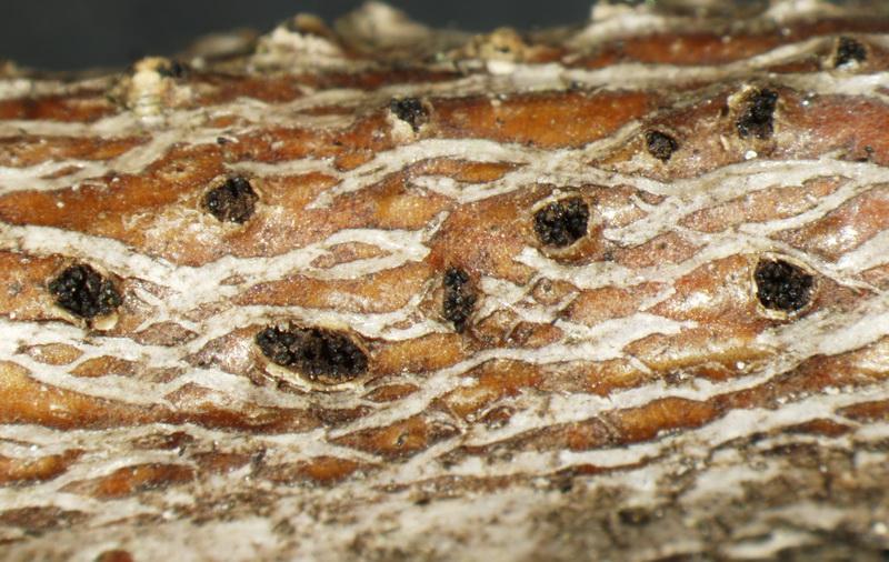 macrostoma
