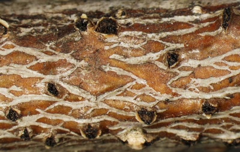 macrostoma