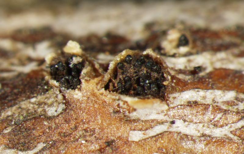 macrostoma