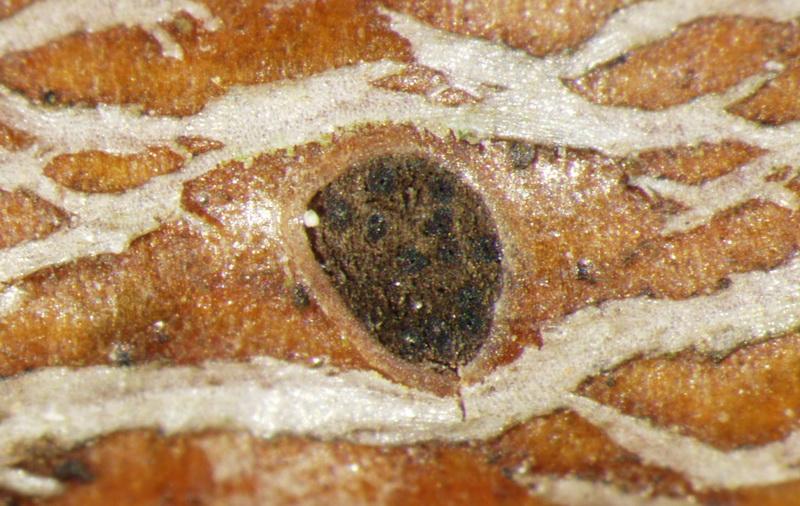 macrostoma