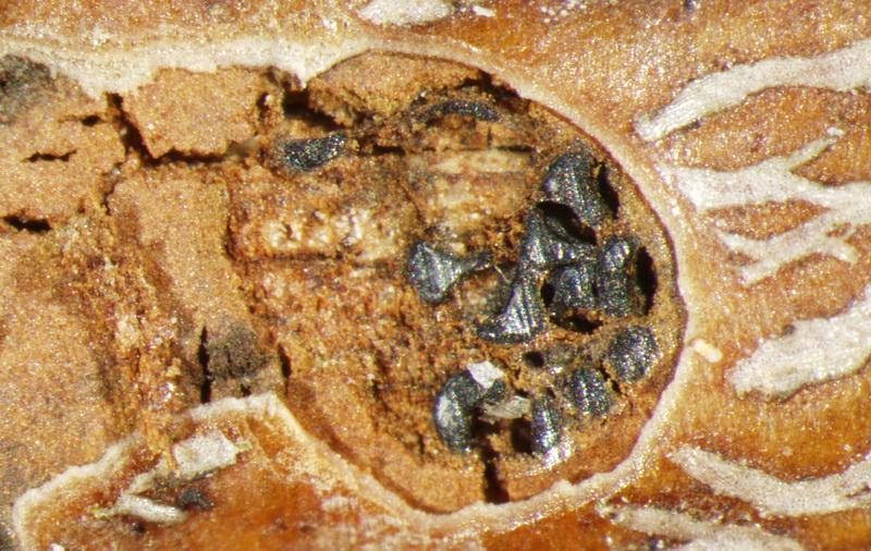 macrostoma