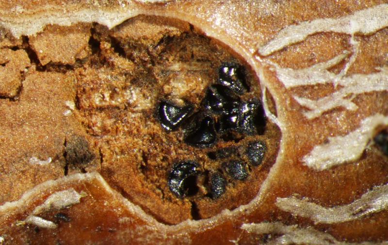 macrostoma