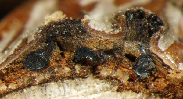 macrostoma