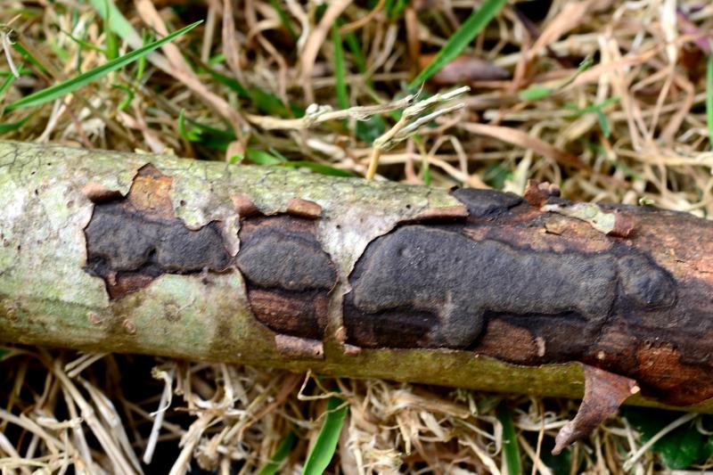macrostoma