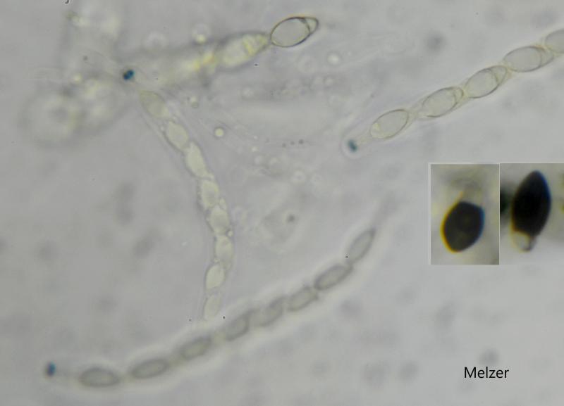 macrostoma