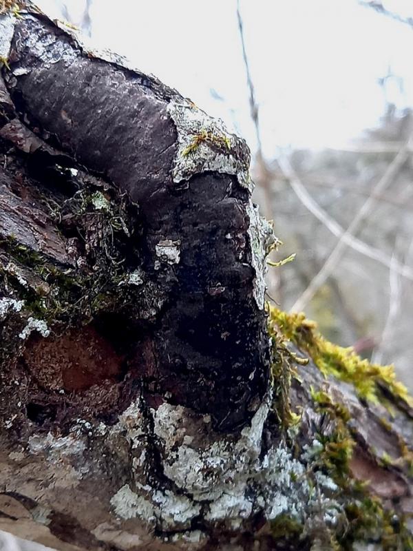 macrostoma