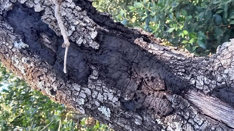macrostoma
