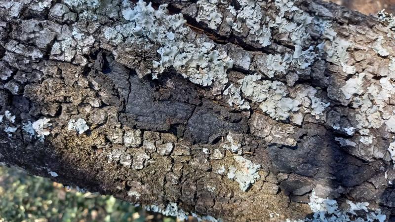 macrostoma
