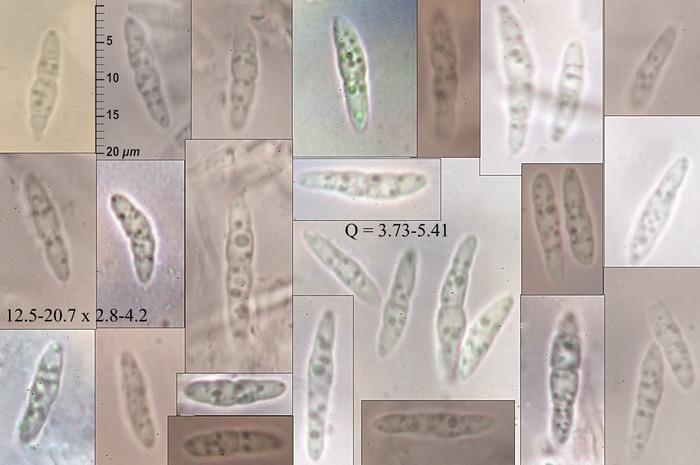 macrostoma