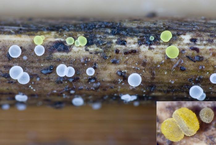macrostoma