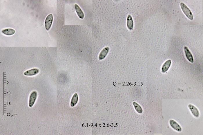 macrostoma