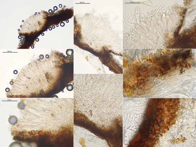 macrostoma
