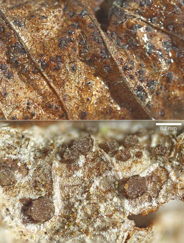 macrostoma