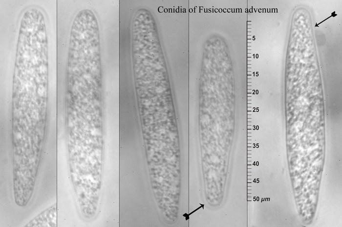 macrostoma