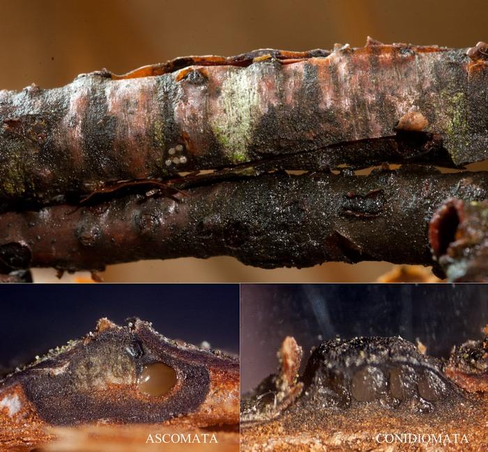 macrostoma