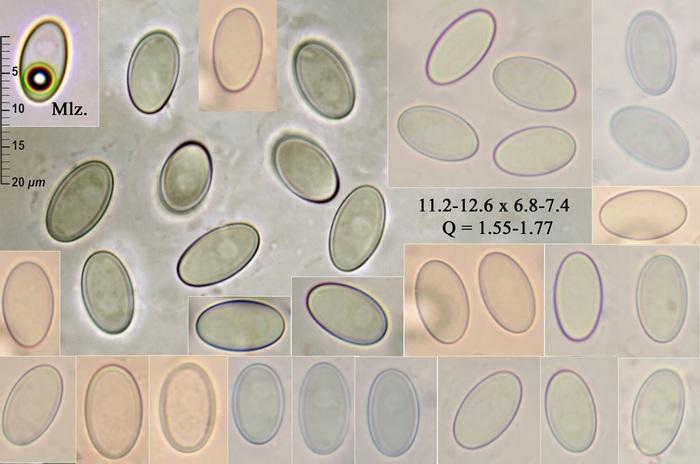 macrostoma