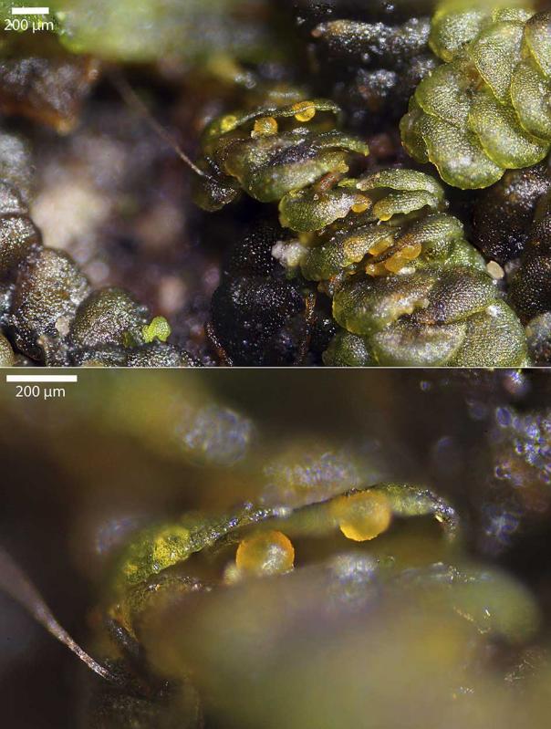 macrostoma