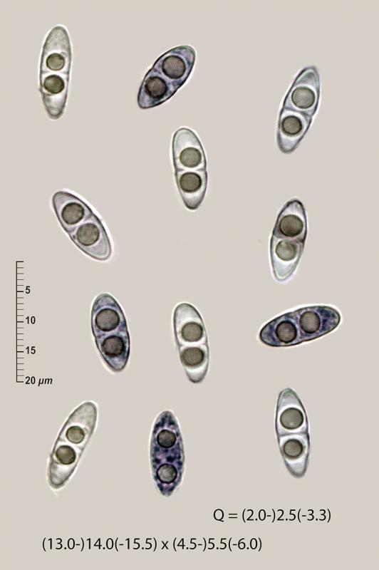 macrostoma