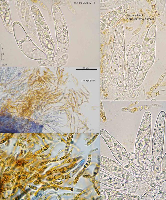 macrostoma
